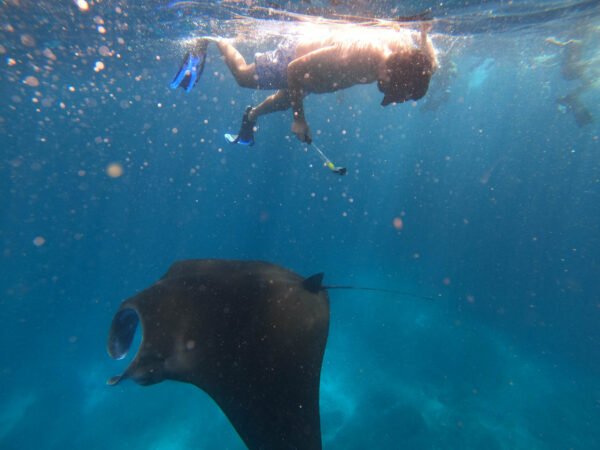 Nusa Penida Snorkeling & Kelingking