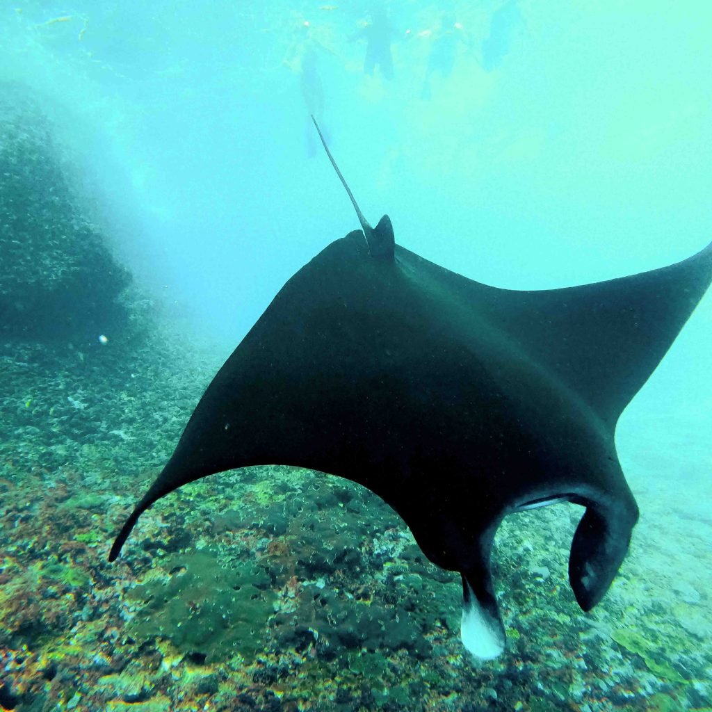Manta ray