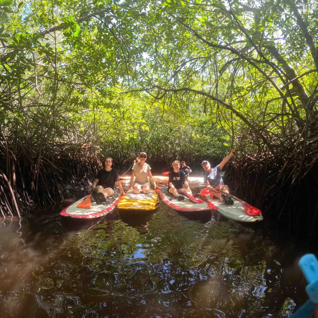 paddle mangrove